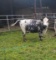 BLACK/WHITE SPOTTED BRED COW, 7 MONTHS BRED, BLUE ET 30, AGE 7