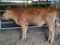 RED BRED COW, BRED 2MO, GREEN EARTAG