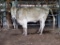 CHAR BRED COW, BRED 5MO, WHITE EARTAG 64