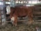 RWF BRED COW,BRED 3MO, BLUE FLYTAG