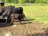 COW/CALF PAIR, BLACK/BLACK, HEIFER CALF, (AGE,PREG CHECK, AND MORE PICTURES
