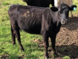 BLK BRED COW, BRED 5MO, BLUE FLYTAG