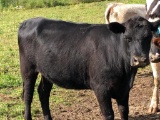 BLK BRED COW,BRED 4MO, BLUE FLYTAG