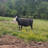 COW/CALF PAIR, BWF COW WITH BWF BULL CALF, BRED 0MO, AGE 6