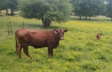 COW/CALF PAIR, RED COW WITH RED HEIFER CALF, BRED 0MO, AGE 7