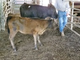 COW/CALF PAIR, BLACK COW WITH BLK HEIFER CALF, BRED 0MO, AGE 8