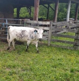 BLACK/WHITE SPOTTED BRED COW, 8 MONTHS BRED, BLUE ET33, AGE 5