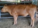 RED BRED COW, BRED 2MO, GREEN EARTAG