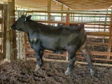 BLK BRED COW, BRED 1MO, BLUE FLYTAG