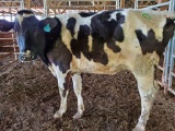 HOL BRED COW, BRED 0MO, BLUE FLYTAG