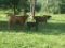 LONGHORN COW WITH A 4 WEEK OLD BLACK BULL CALF, ONE MONEY