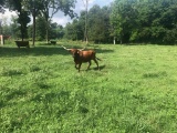 LONGHORN COW, BRED, GENTLE AND EASY KEEPER