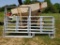 NEW GALV 6'X6' WALKTHRU PANEL GATE (6' PANEL & 6' WALKTRHU GATE)