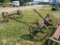 ANTIQUE WAGON FRAME WITH STEEL WHEELS