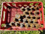 UNUSED CRATE OF ROTARY CUTTER BLADE BOLTS (24)