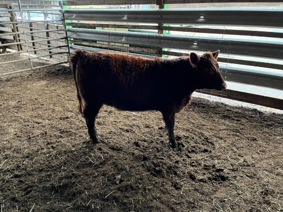 RED ANGUS HEIFER