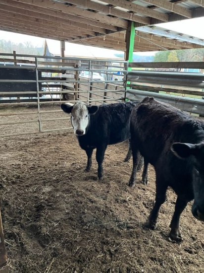 BWF HEIFER