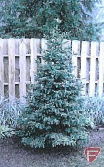 Blackhills Spruce Tree, 30'-40'