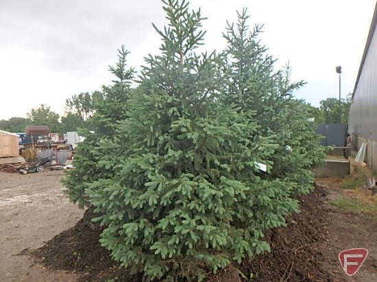 7-8 ft. Black Hills Spruce tree