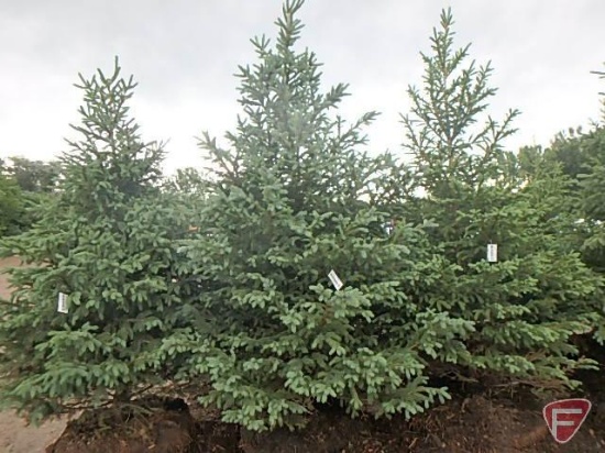 7-8 ft. Black Hills Spruce tree