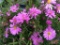 (5) Aster Divaricuatus 