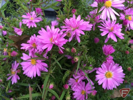 (5) Aster Divaricuatus "Woods Pink" #1 Pot