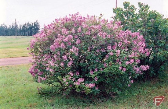 (2) Lilac Miss Canada #5 Pot