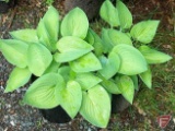 (10) Hosta August Moon #1 Pot