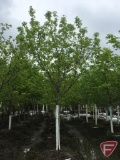 Acer tataricum 'Pattern Perfect' 2.5