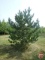 12' Austrian Pine Tree