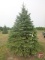 12' Colorado Spruce Tree