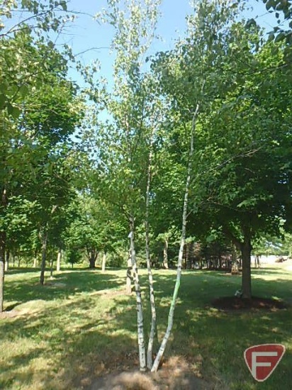 18' Whitespire Birch Clump Tree