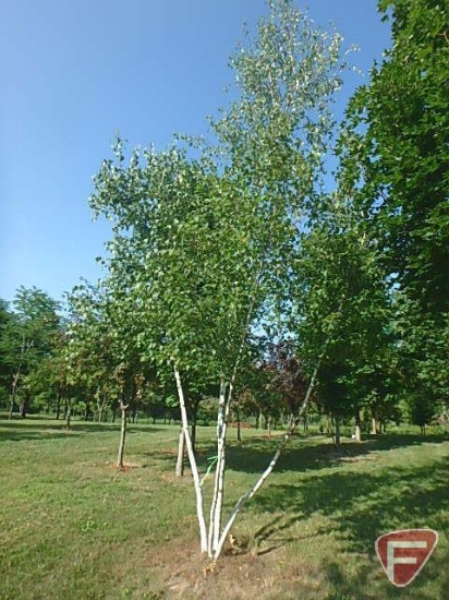 20' Whitespire Birch Clump Tree