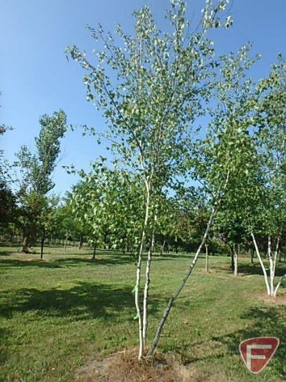16' Whitespire Birch Clump Tree