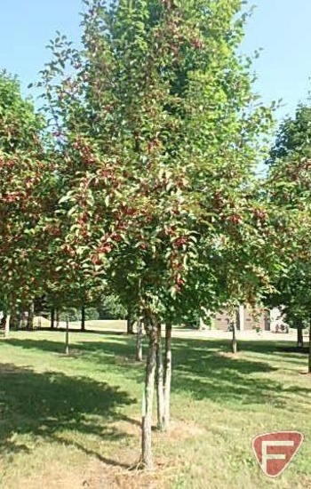 4" Red Splendor Flowering Crabapple Tree