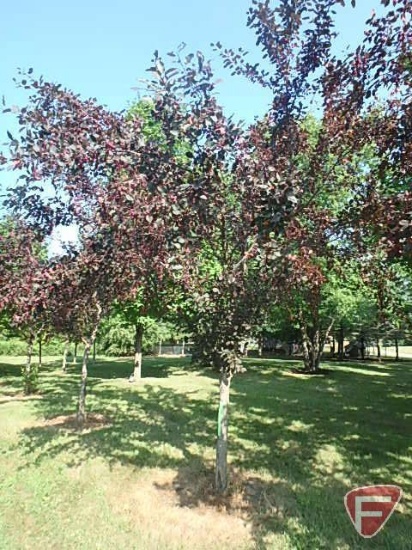 5" Royalty Flowering Crabapple Tree
