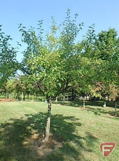 5" Hawthorn Tree