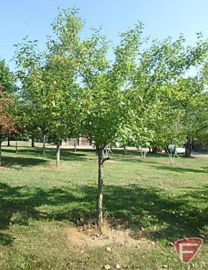 5" Hawthorn Tree