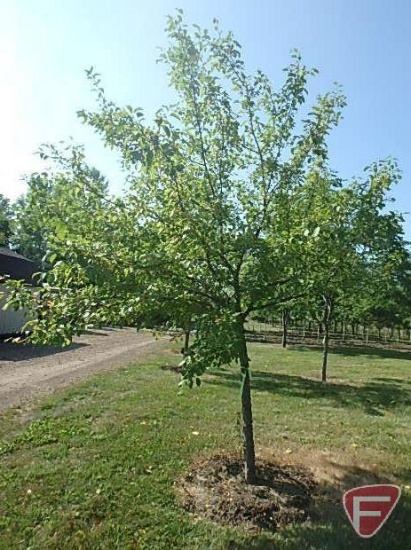 5" Hawthorn Tree