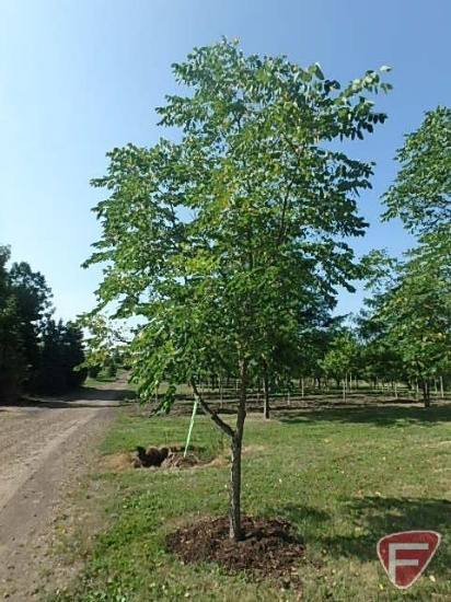 4.5" Kentucky Coffeetree Tree