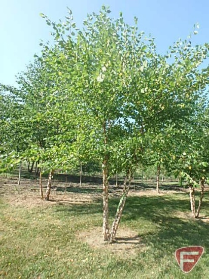 16' River Birch Clump Tree