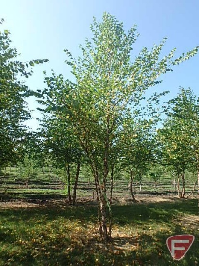 16' River Birch Clump Tree