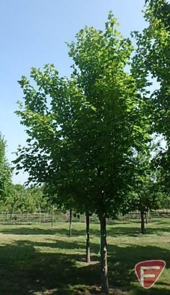 Mahowald Tree Farm Fall 2018 Inventory Reduction