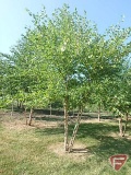 16' River Birch Clump Tree