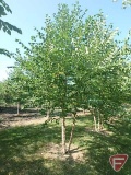 16' River Birch Clump Tree