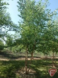 18' River Birch Clump Tree