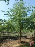 18' River Birch Clump Tree