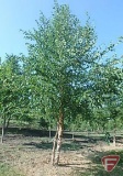 20' River Birch Clump Tree