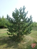 12' Austrian Pine Tree