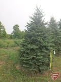 12' Colorado Spruce Tree